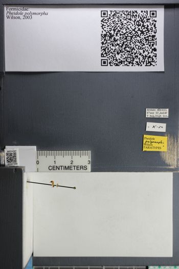 Media type: image;   Entomology 587266